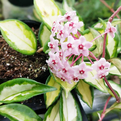Botanicah - Hoya Carnosa Krimson Princess