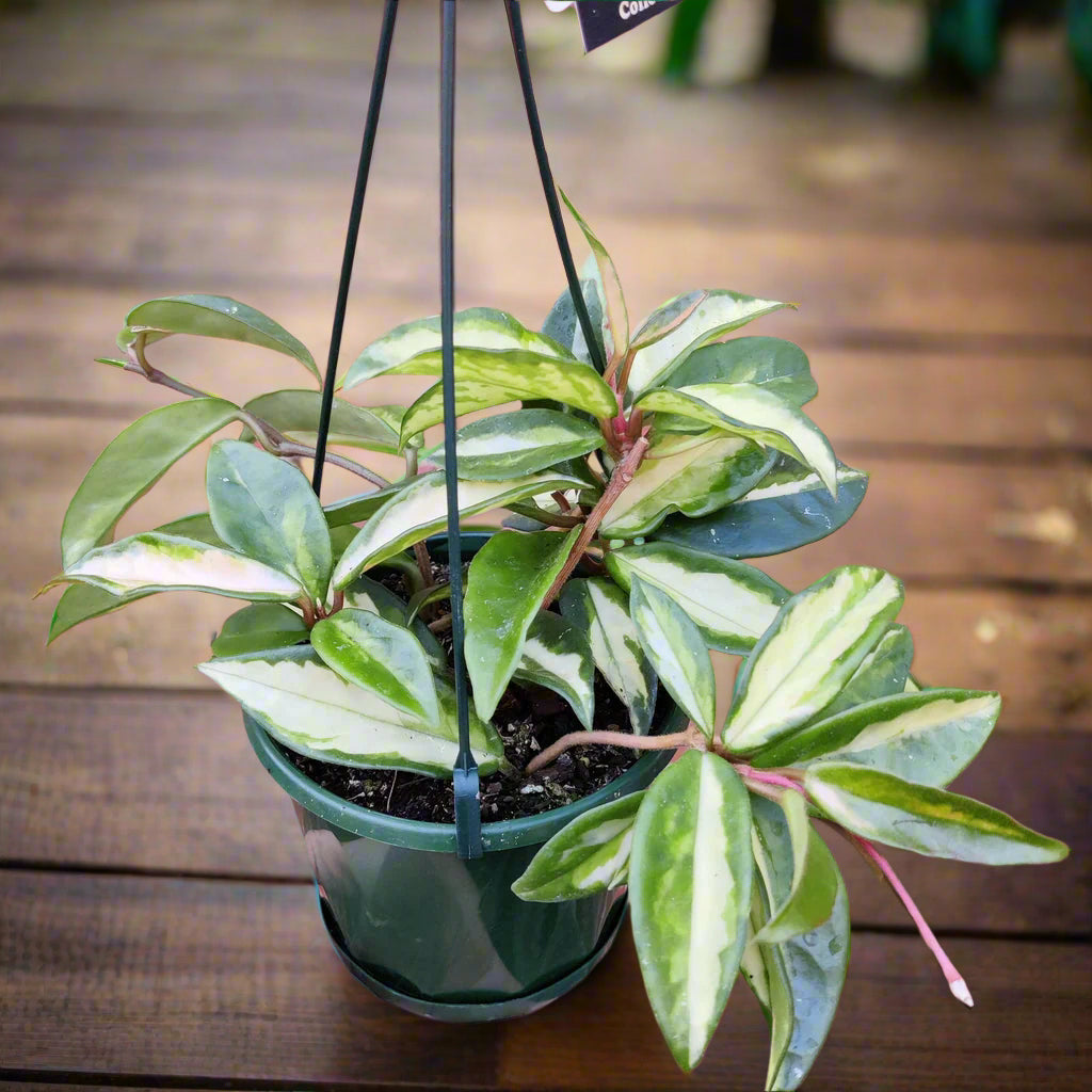 Botanicah - Hoya Carnosa Krimson Princess