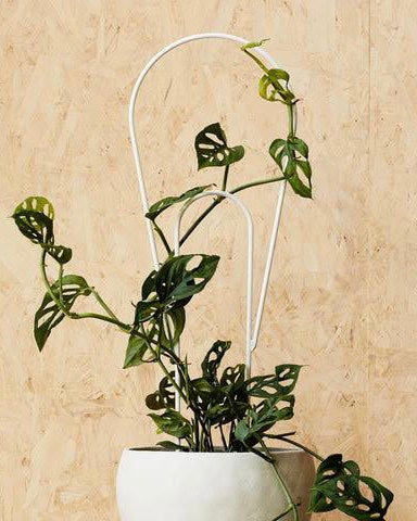 Ivy Muse Plant Stake - Large