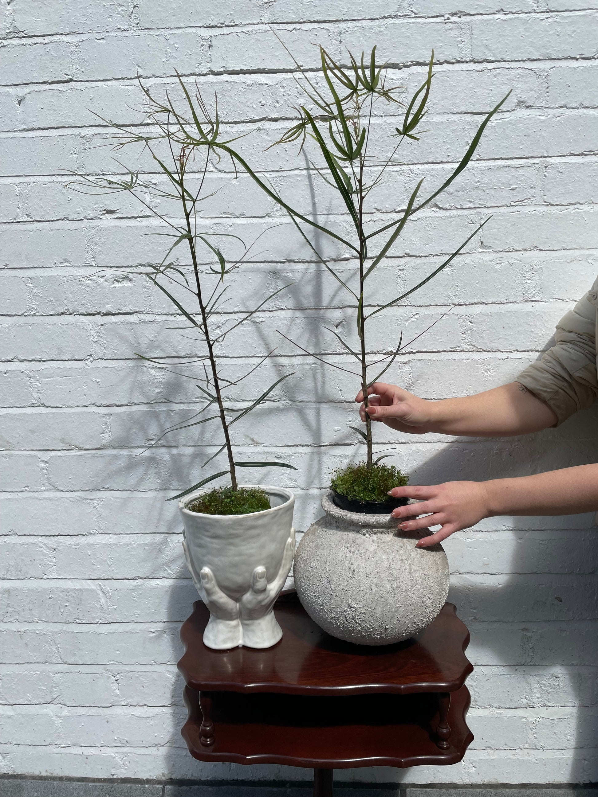 queensland bottle tree bonsai Queensland Bottle Tree 'Brachychiton Rupestris' Small – Botanicah