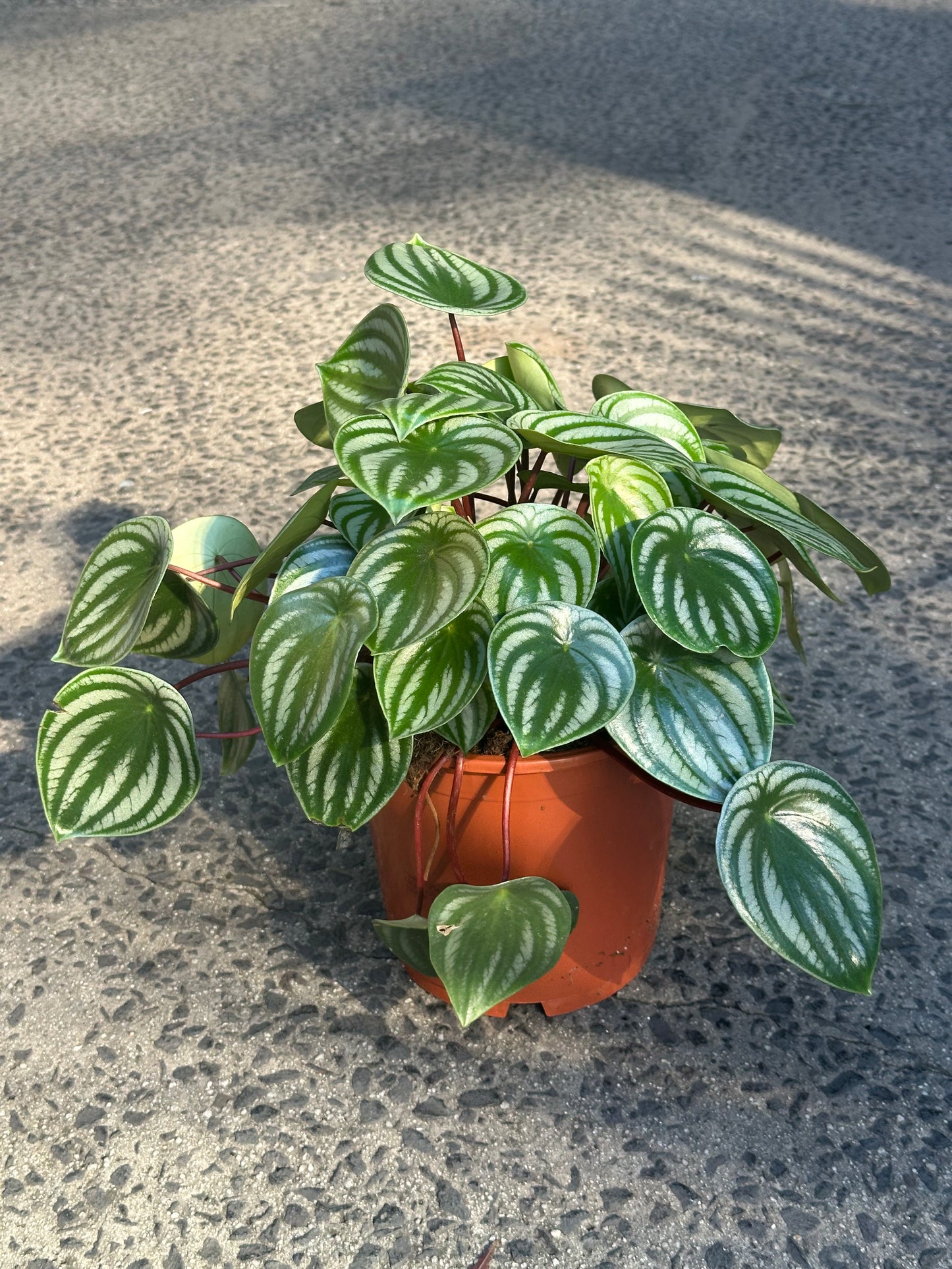 MEGA SALE Peperomia ‘Watermelon’ in 20cm Pot