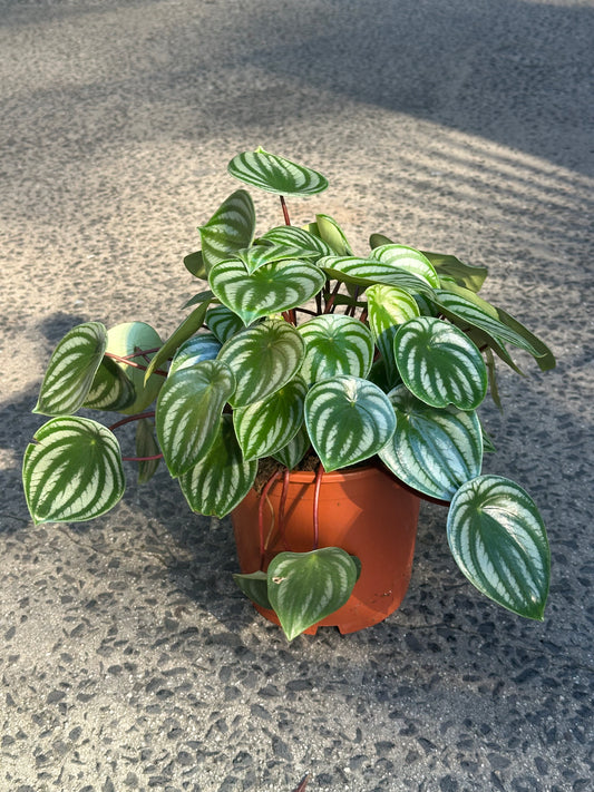 MEGA SALE Peperomia ‘Watermelon’ in 20cm Pot