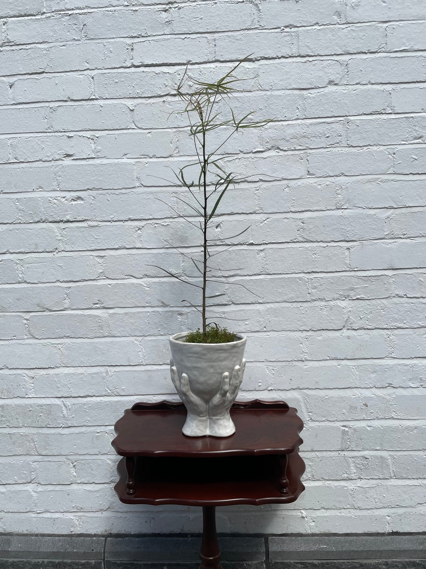 QLD Bottle Tree - Mega Sale