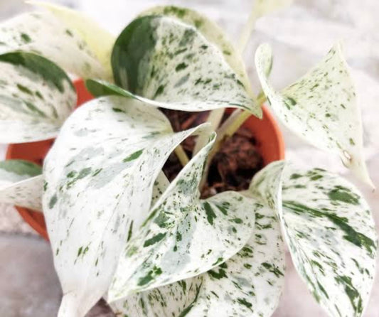 Super White Devil ivy marble queen - 120mm pot