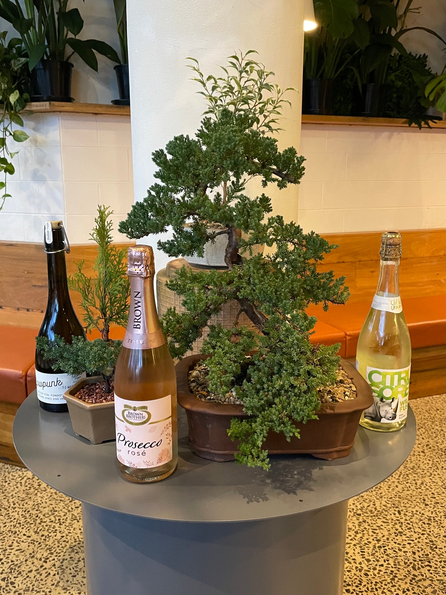 Boozy Bonsai Workshop - 20th of August Thursday 6:30-8pm