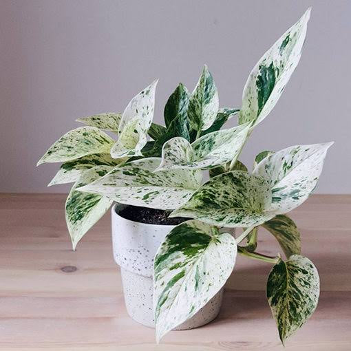 Super White Devil ivy marble queen - 120mm pot