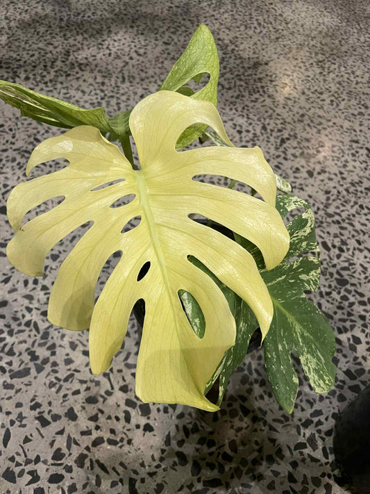 Mint Monstera Variegata on Mega Sale