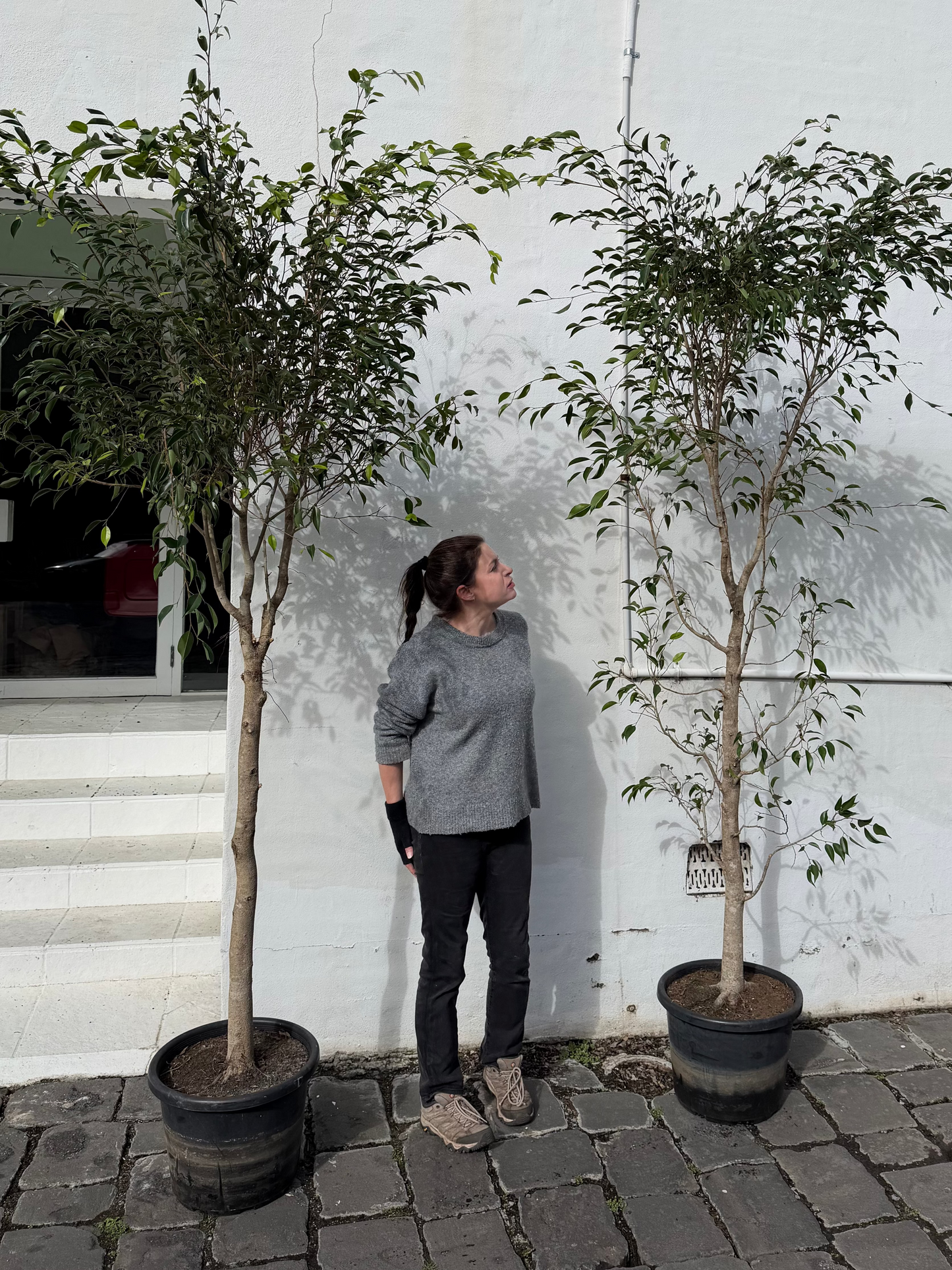 Extra Large Ficus Benjamina 'Weeping Fig' Indoor Tree
