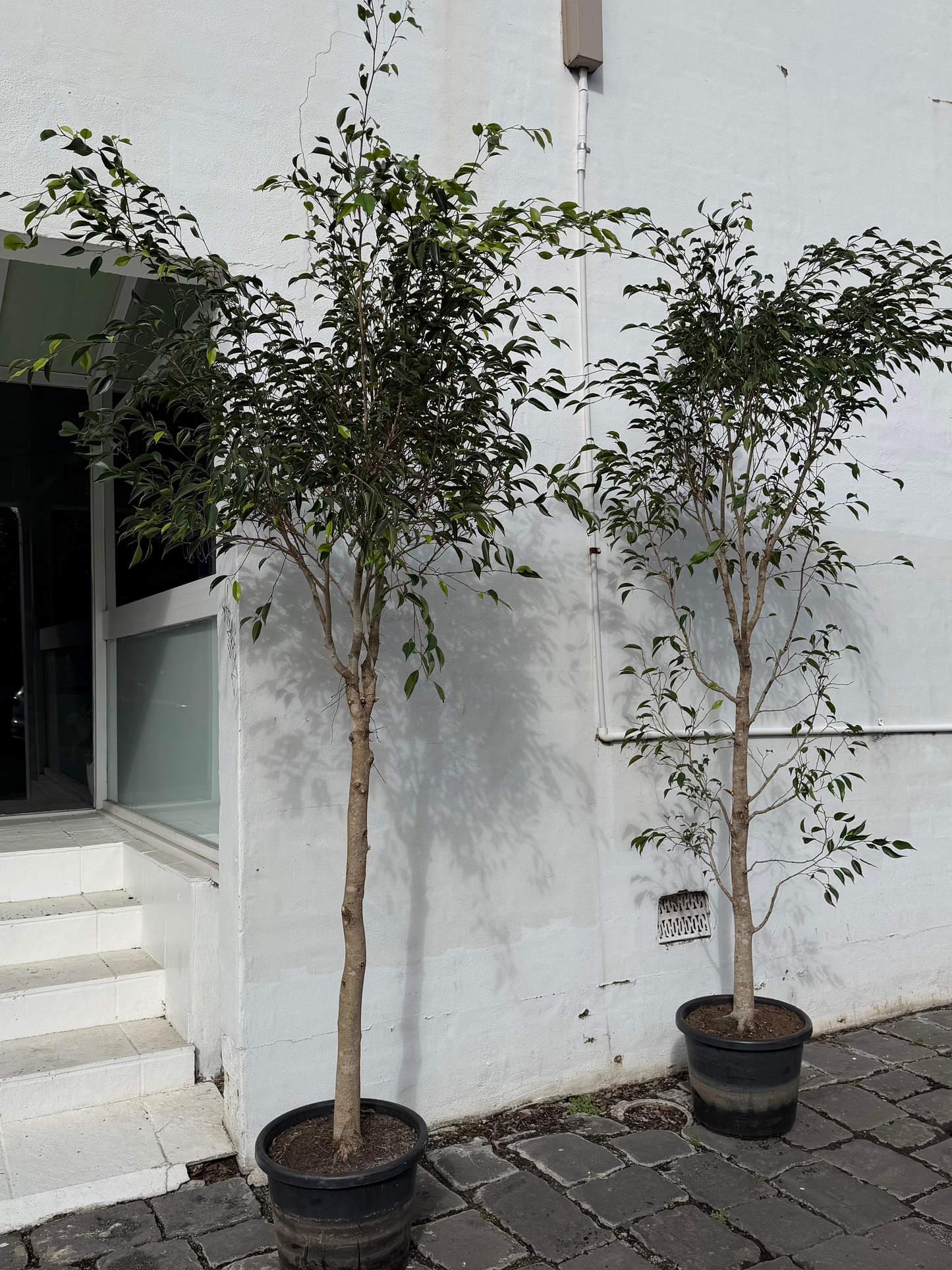 Extra Large Ficus Benjamina 'Weeping Fig' Indoor Tree