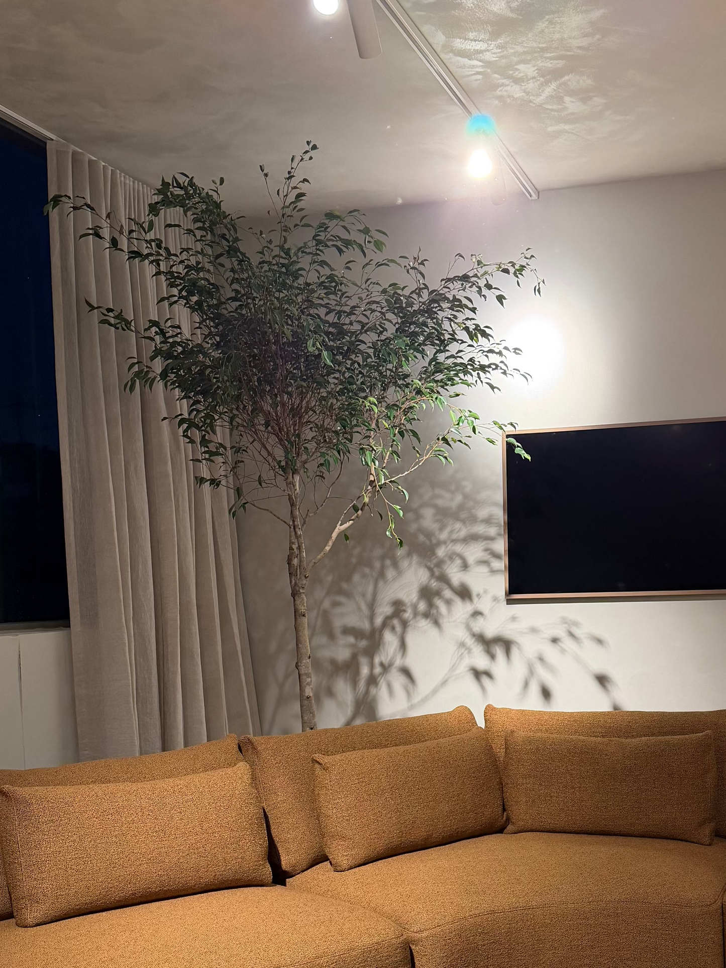 Extra Large Ficus Benjamina 'Weeping Fig' Indoor Tree