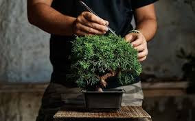 Bonsai Class for Beginners - 25th of May Saturday 10am - 11:30am