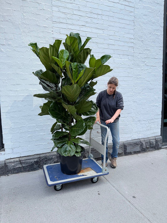 Giant Fiddle leaf tree in 400mm pot