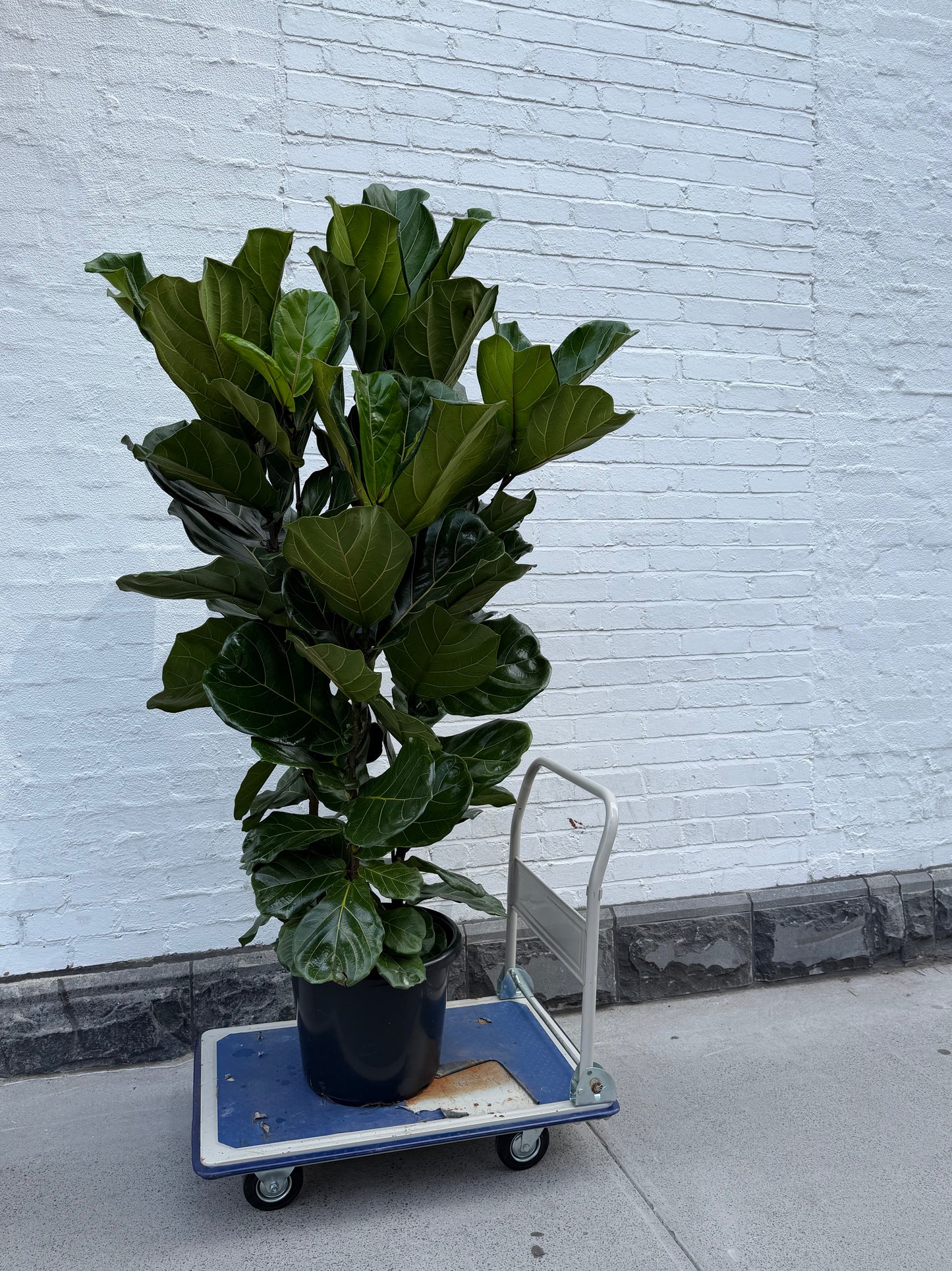 Giant Fiddle leaf tree in 400mm pot