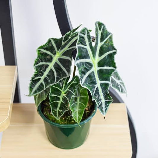 Alocasia Amazonica ‘Dwarf Form’ - 120mm pot