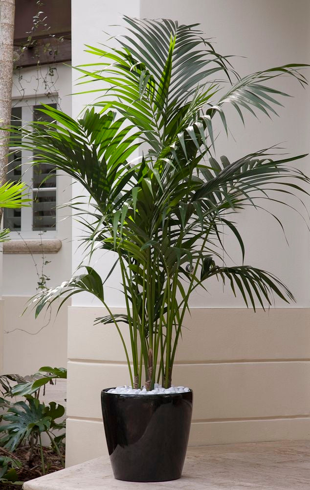 Kentia Palm in 300mm pot