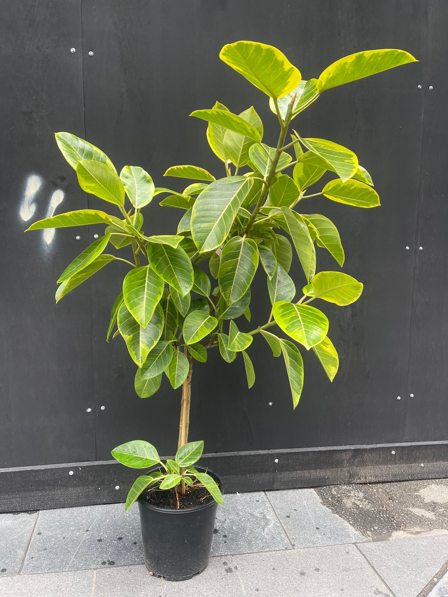 Ficus Altissima / Ficus yellow gem in 300mm pot