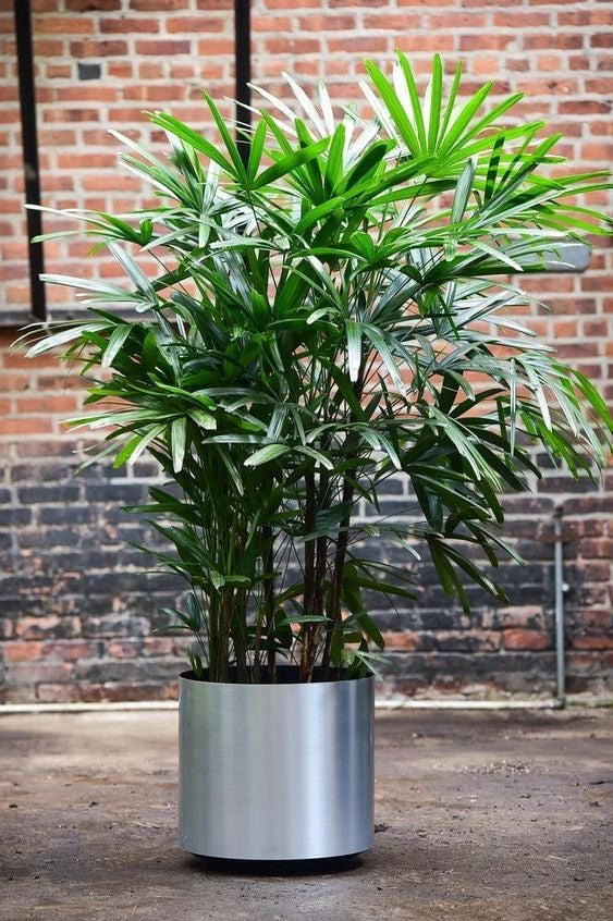 Rhapis excelsa - Lady Palm in 300mm pot