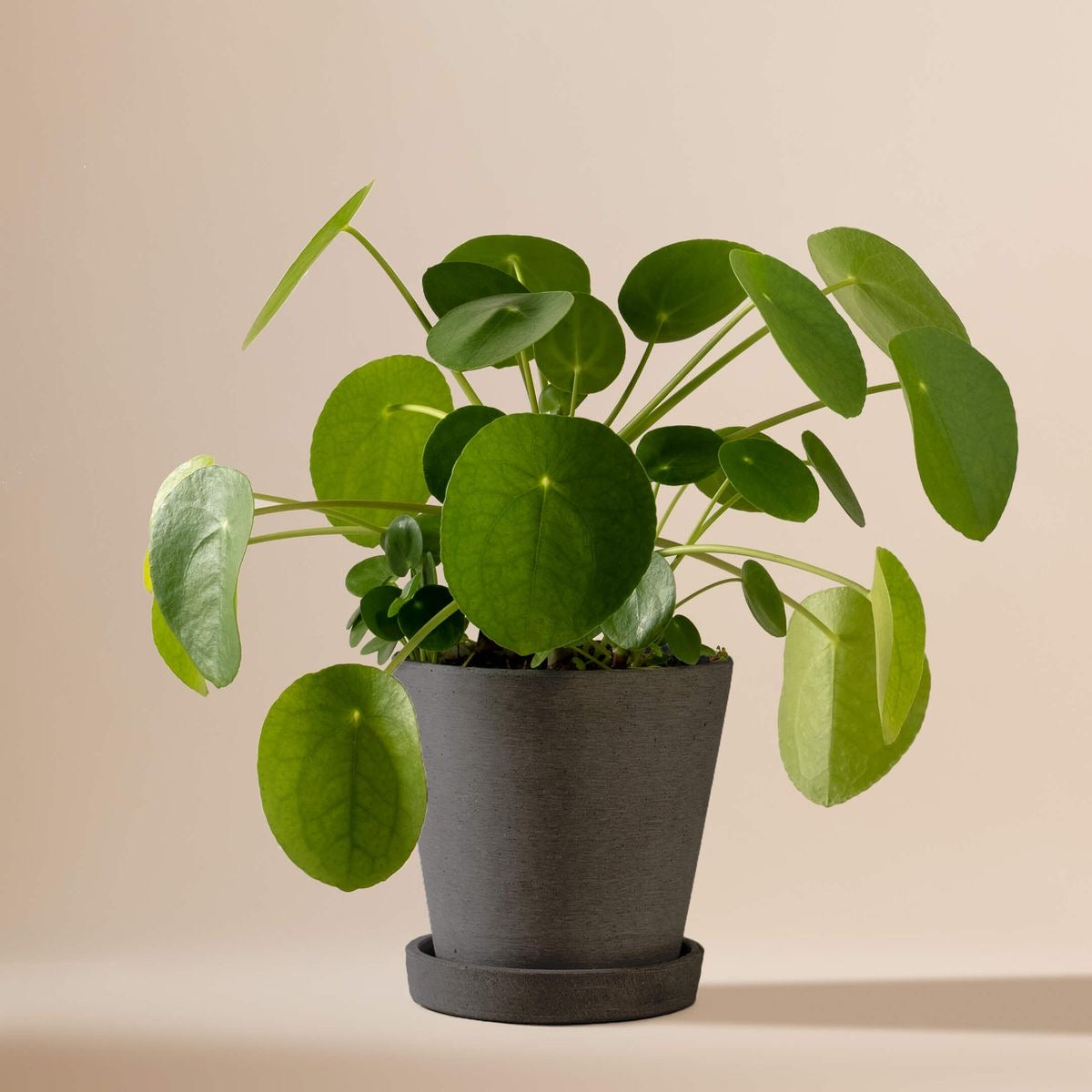 PILEA PEPEROMIODES (CHINESE MONEY PLANT) in 13/14 cm pot
