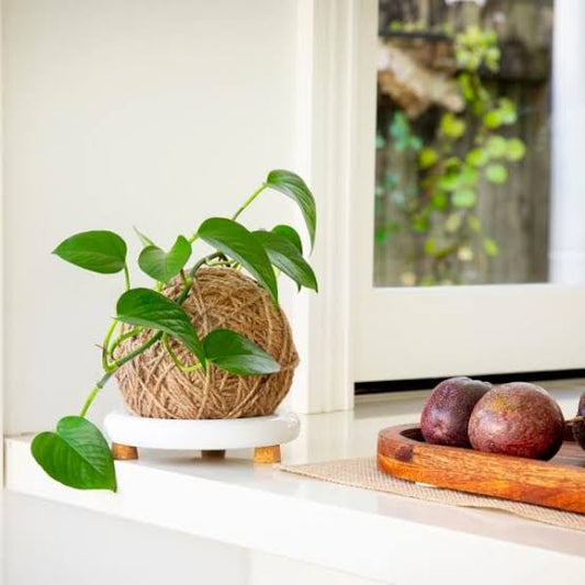 Kokedama Workshop - Saturday 28th June 3-4pm