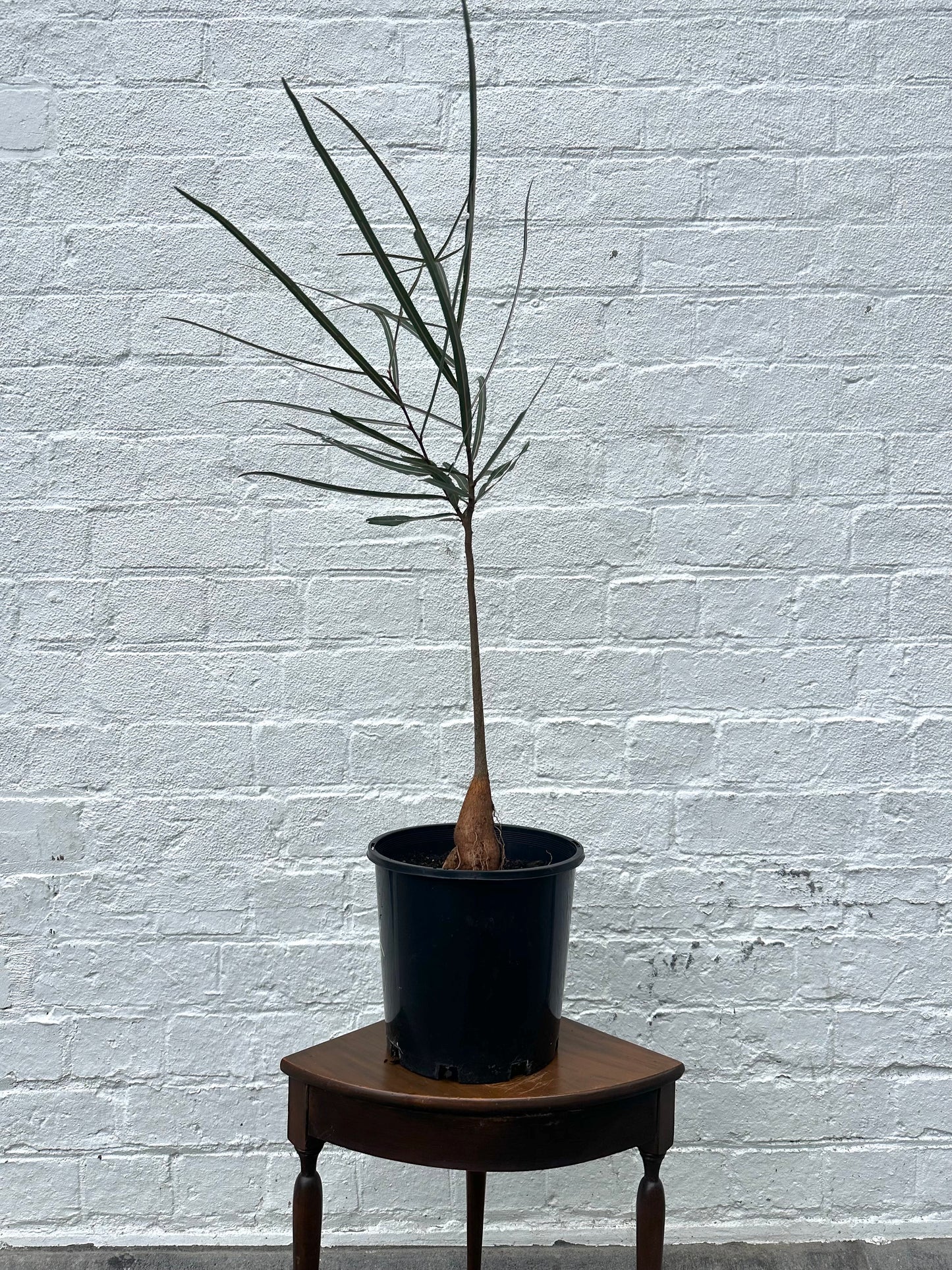 Queensland Bottle Tree in 20cm Pot