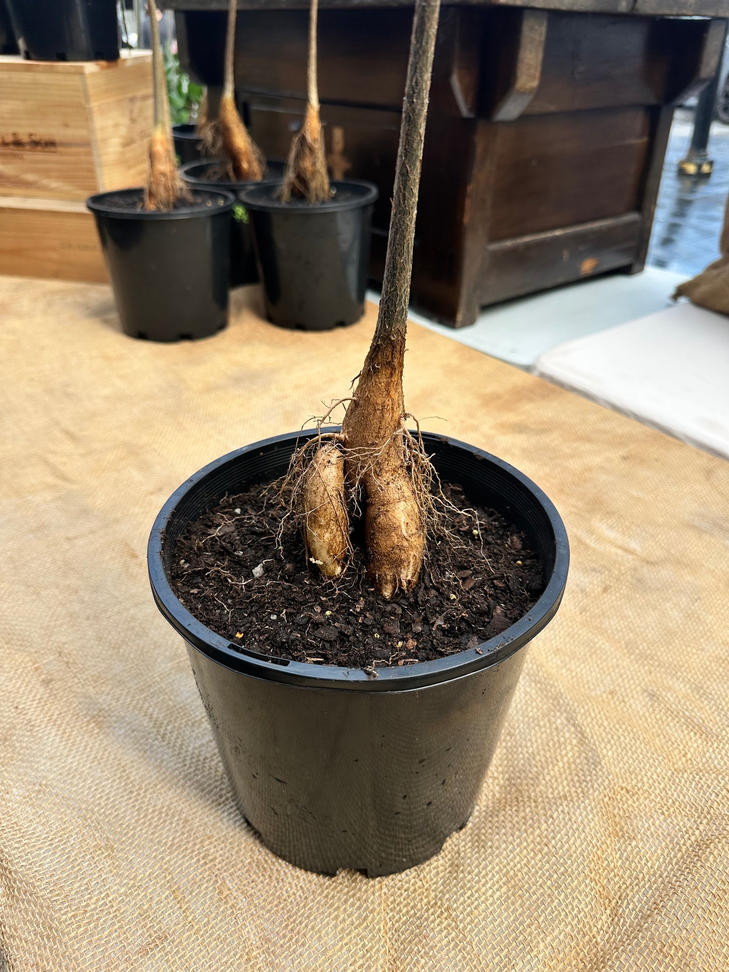 Queensland Bottle Tree in 20cm Pot
