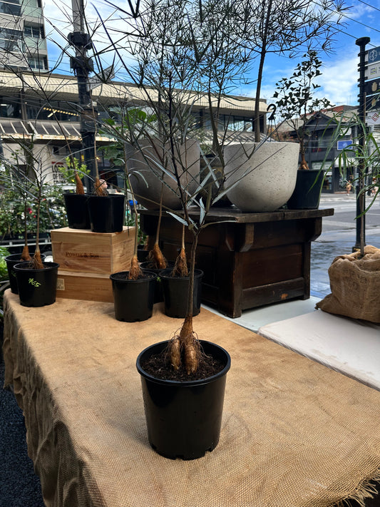 Queensland Bottle Tree in 20cm Pot