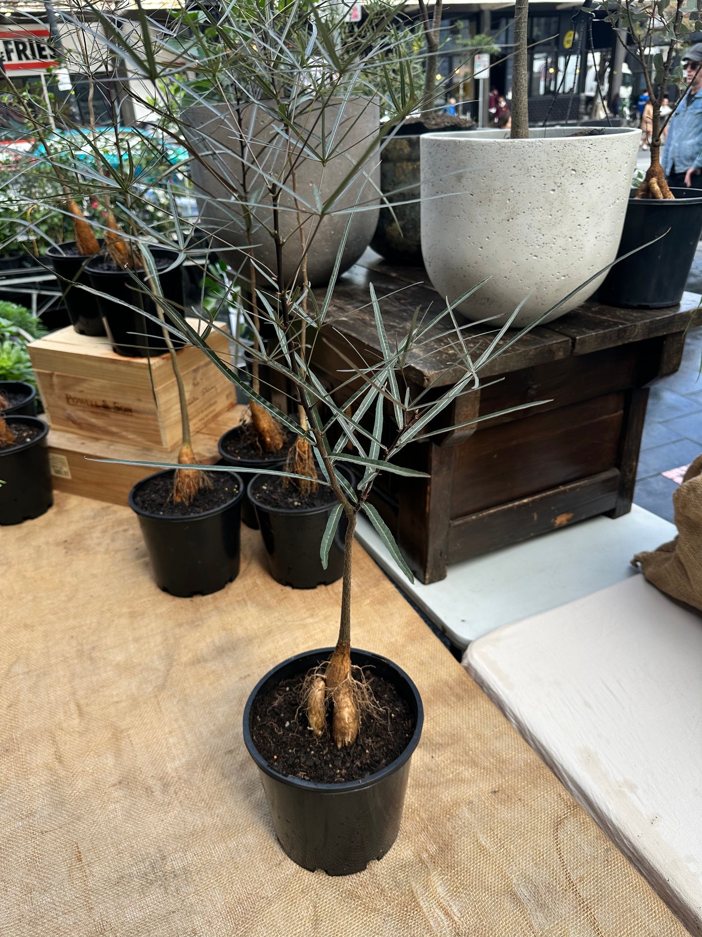Queensland Bottle Tree in 20cm Pot