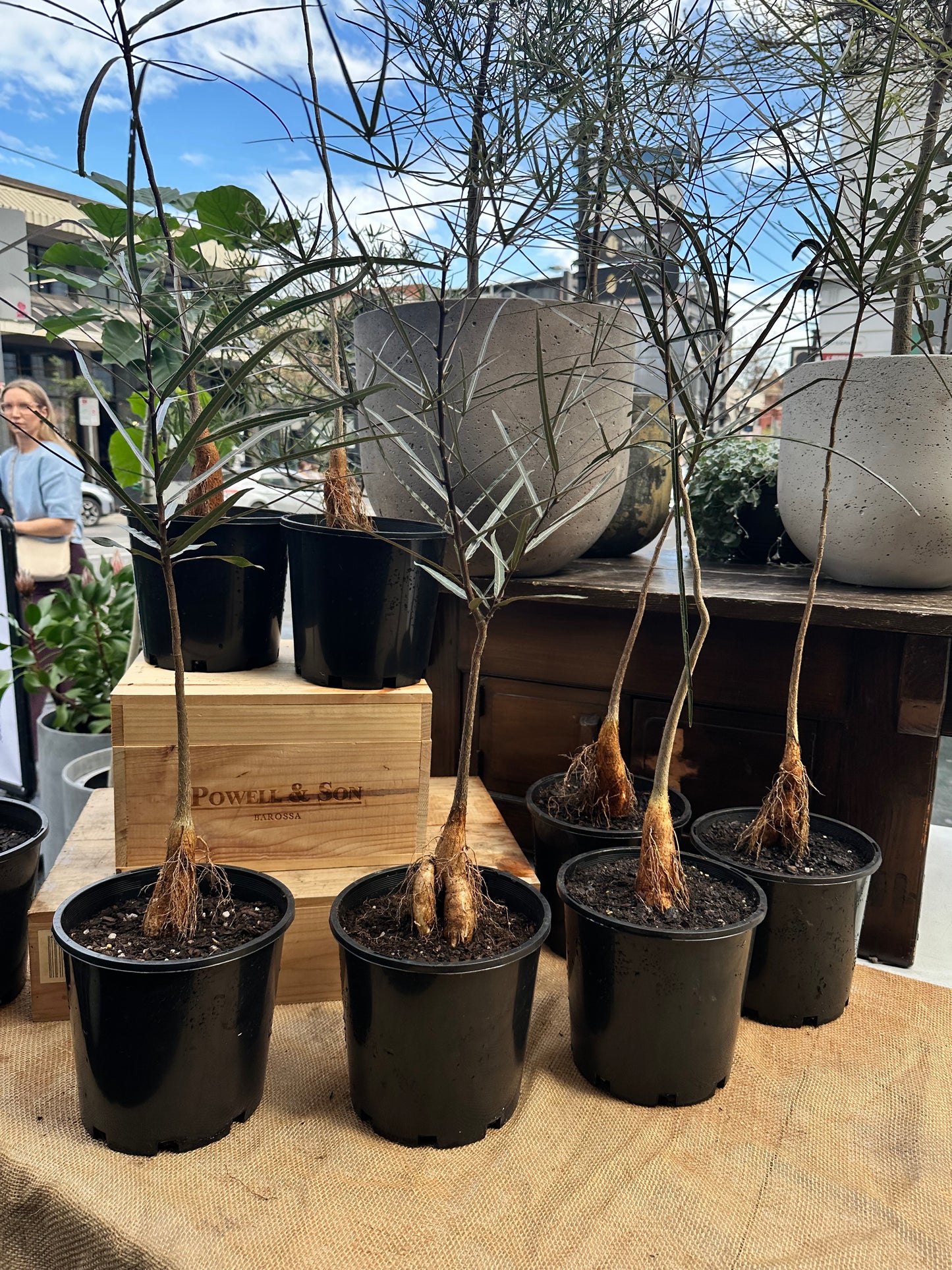 Queensland Bottle Tree in 20cm Pot