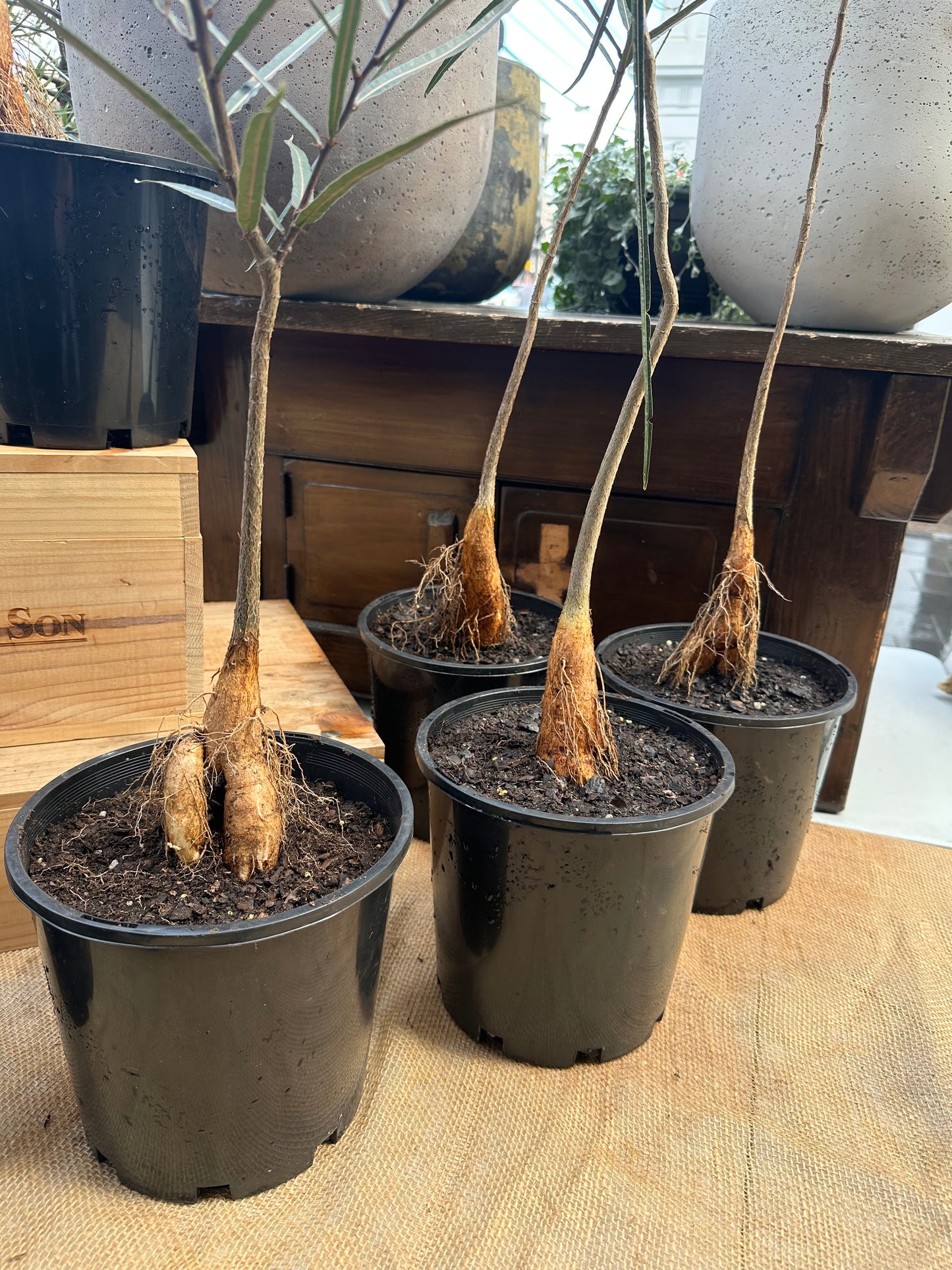 Queensland Bottle Tree in 20cm Pot