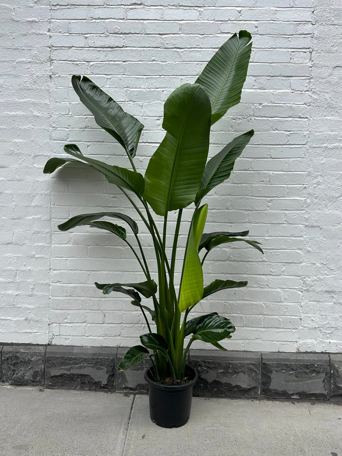 Large Bird of Paradise in 30 cm pot