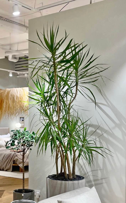 Dracena Marginata 'Dragon Tree' in 40cm Pot