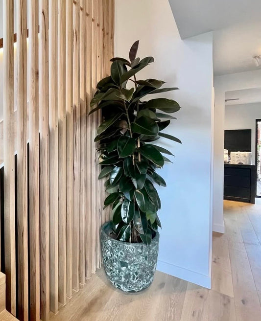 Ficus Elastica 'Rubber Tree' in 40cm Pot