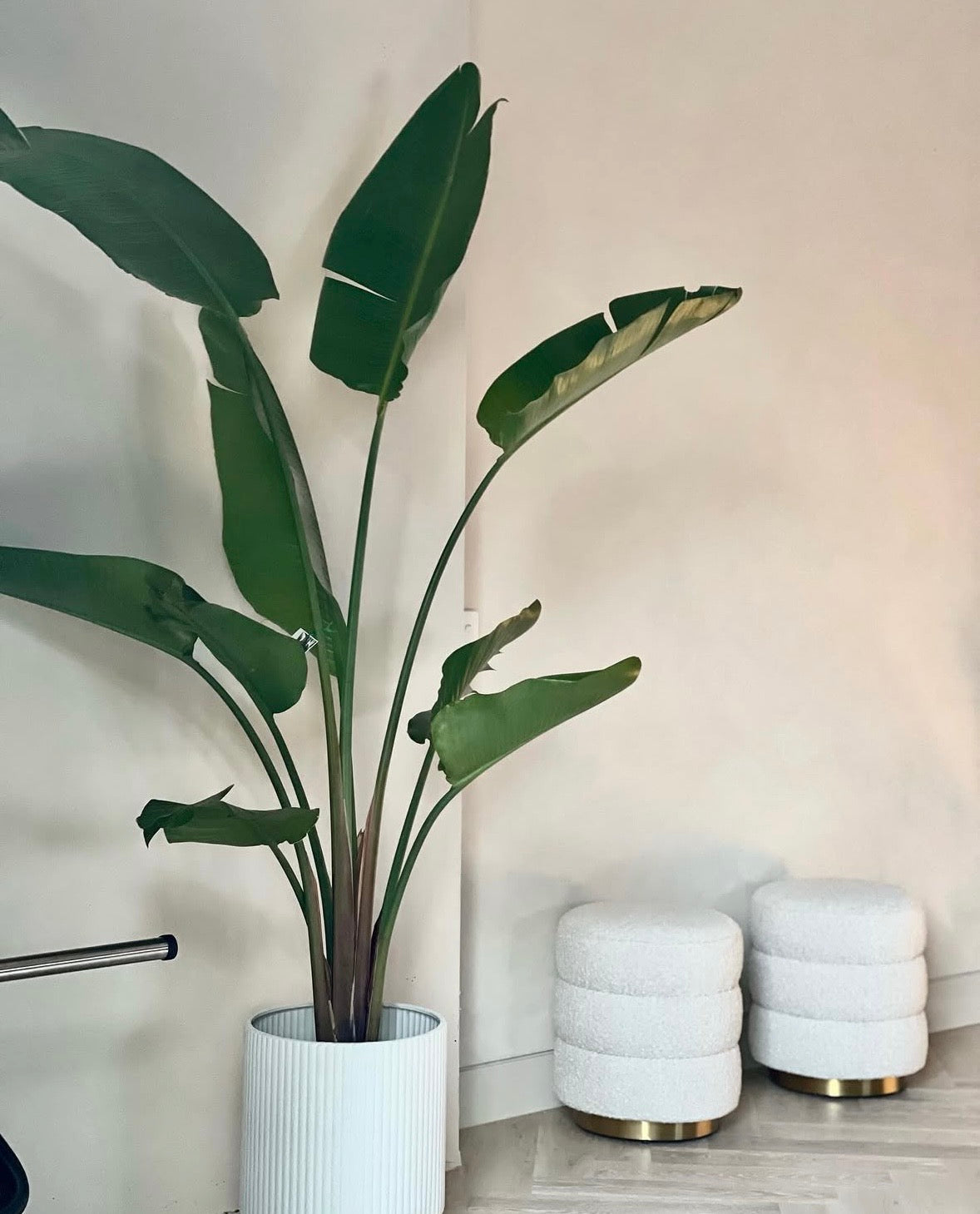 Large Bird of Paradise in 30 cm pot