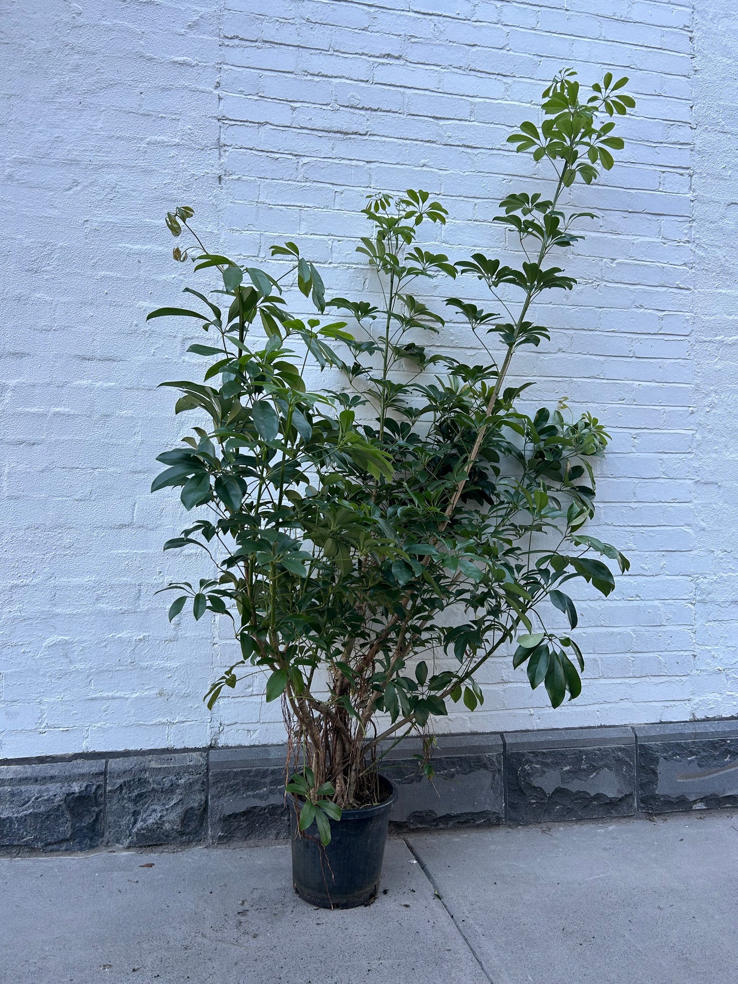 SALE - Dwarf Umbrella Tree 'Schefflera Arboricola' in 30cm Pot
