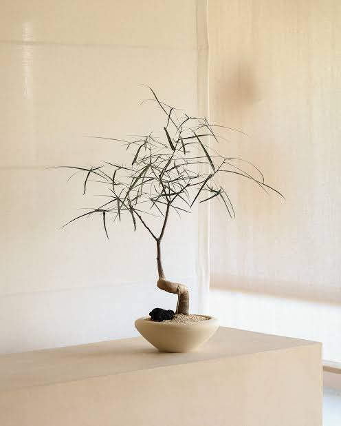 QLD Bottle Tree Making Workshop - Sunday 14th Dec 3-4pm