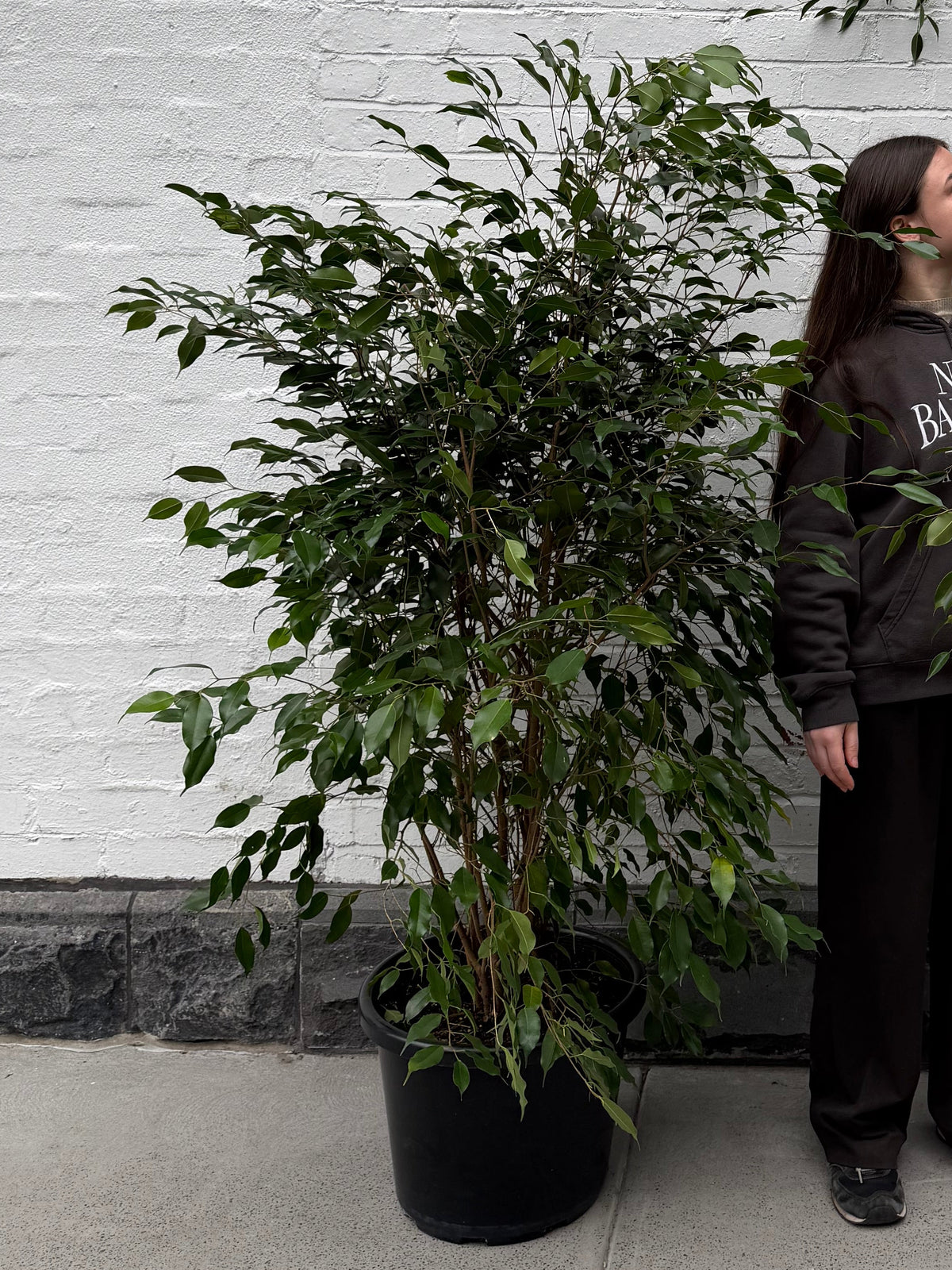 Large Ficus Benjamina 'Weeping Fig' in 40cm pot