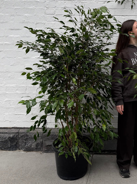 Large Ficus Benjamina 'Weeping Fig' in 30-40cm pot