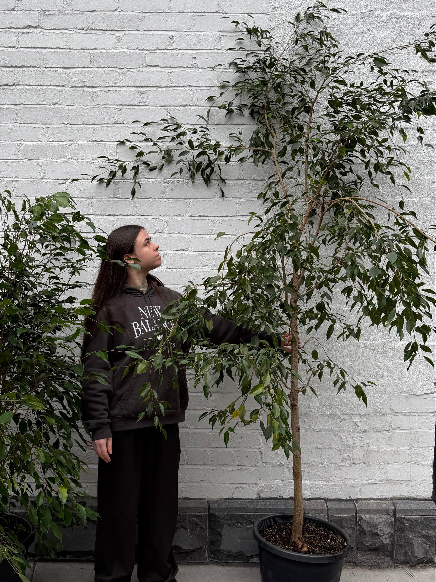Extra Large Ficus Benjamina 'Weeping Fig' in 40-50cm pot