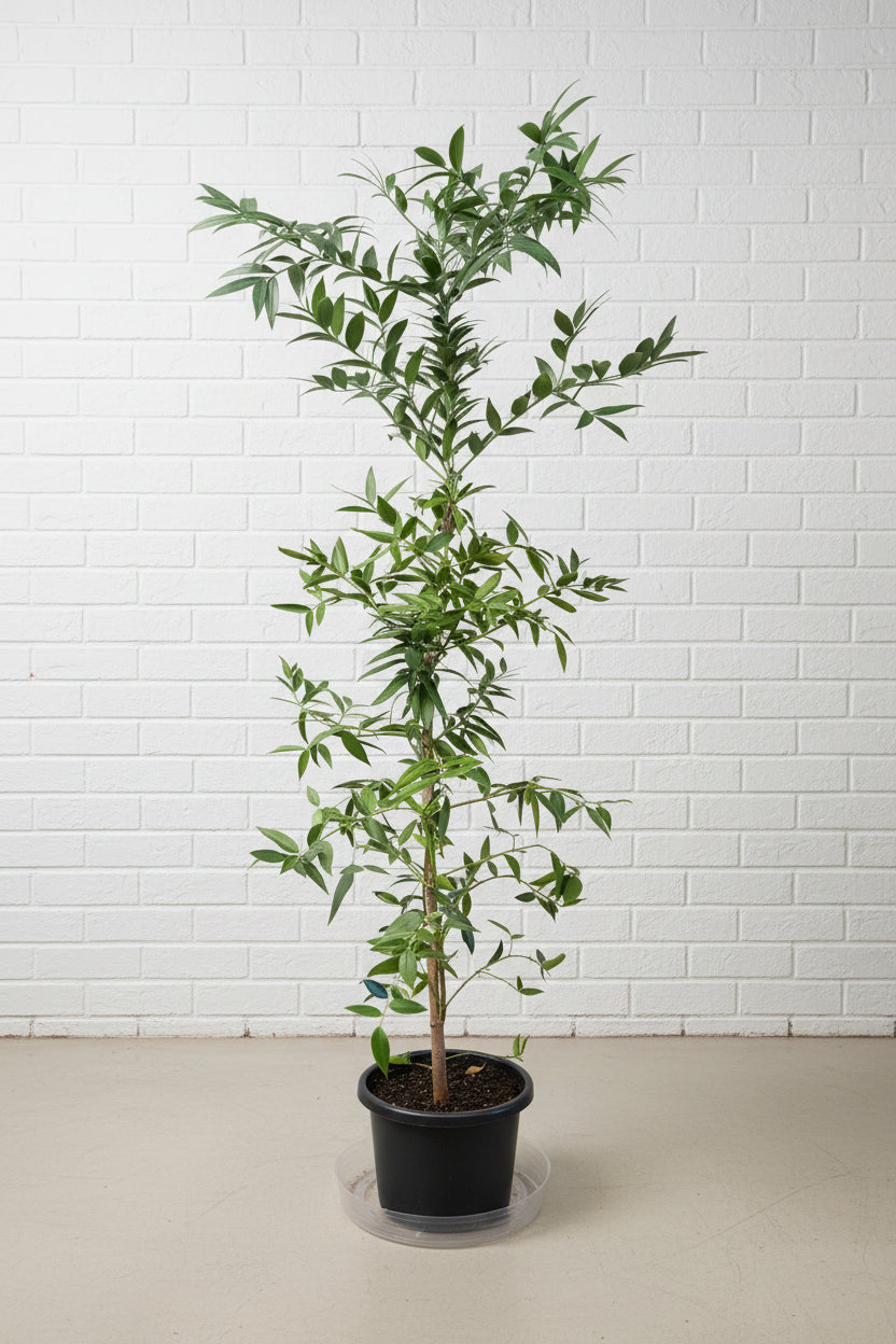 Large Kauri Pine in 30-40cm Pot