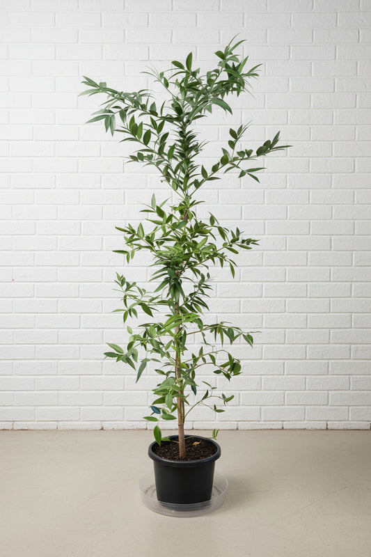 Large Kauri Pine in 30-40cm Pot
