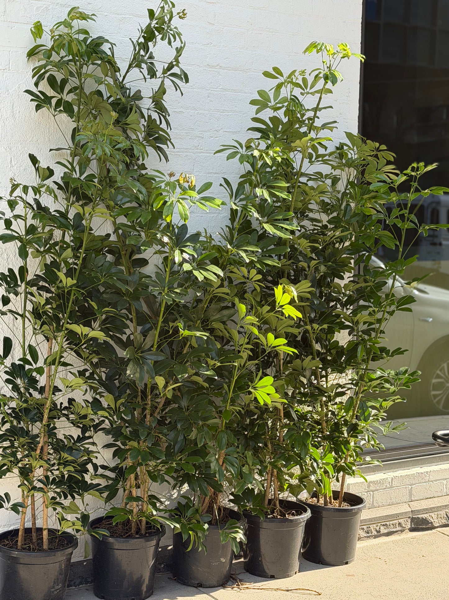 SALE - Dwarf Umbrella Tree 'Schefflera Arboricola' in 30cm Pot