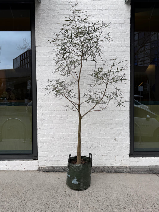Extra Large QLD Bottle Tree 2m+ Tall