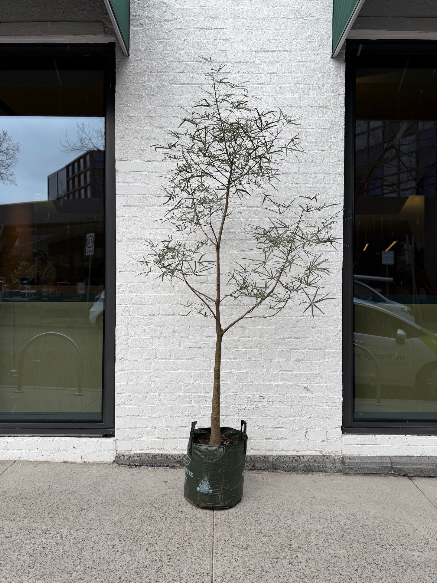 Extra Large QLD Bottle Tree 2m+ Tall