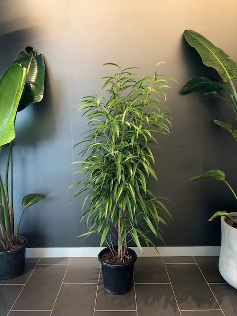 Ficus Alii in 30cm pot