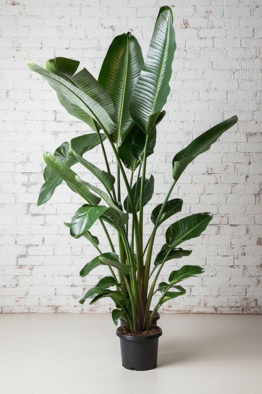 Extra large bird of paradise in 400mm pot