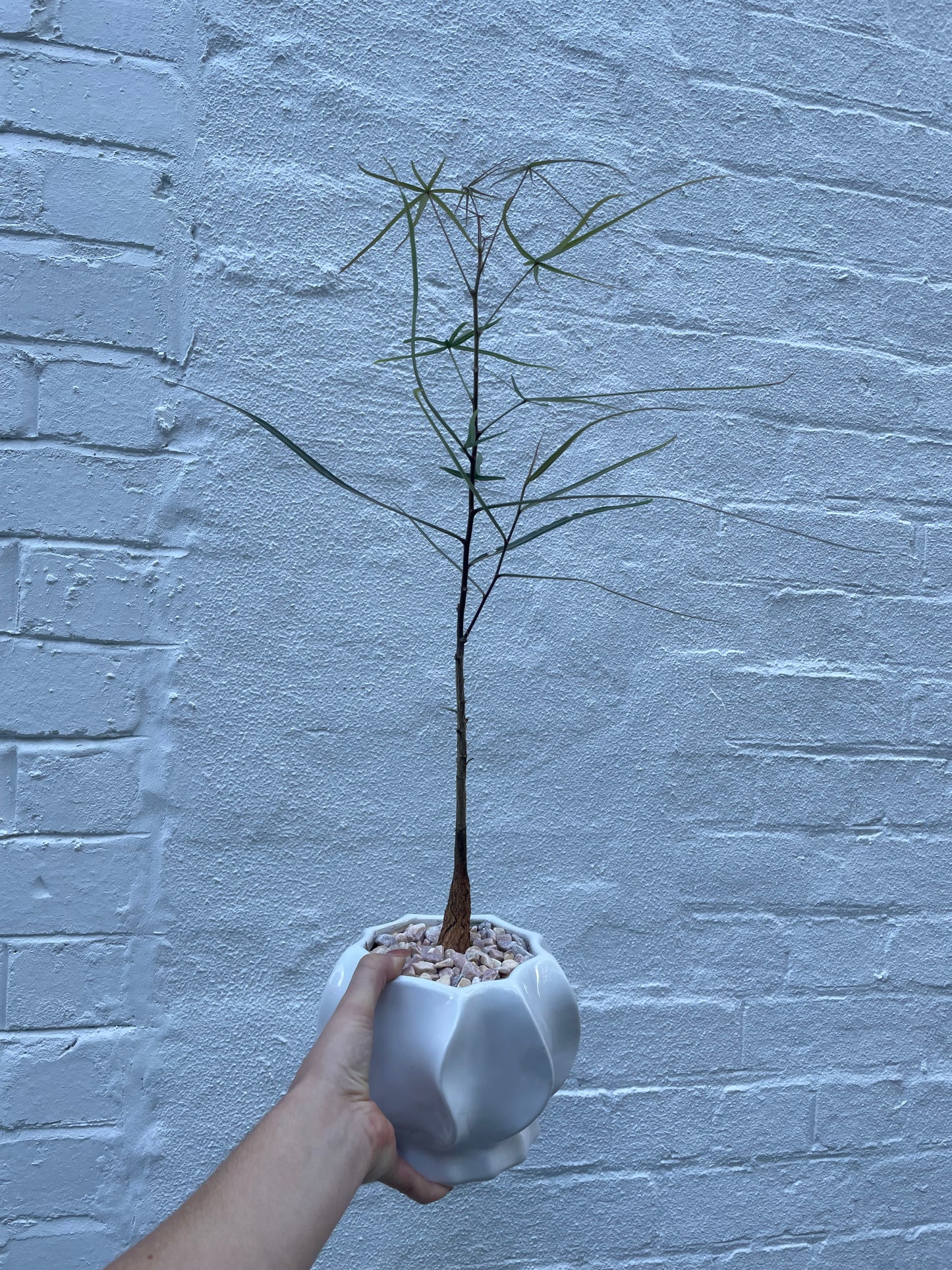 QLD Bottle Tree Making Workshop - Sunday 14th Dec 3-4pm