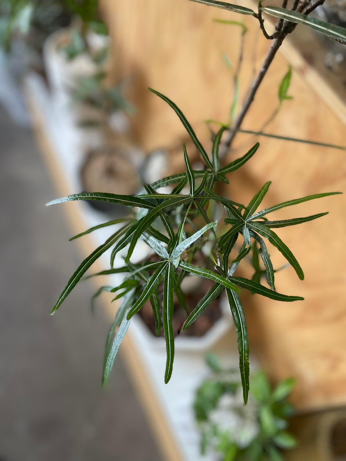 QLD Bottle Tree Making Workshop - Sunday 14th Dec 3-4pm