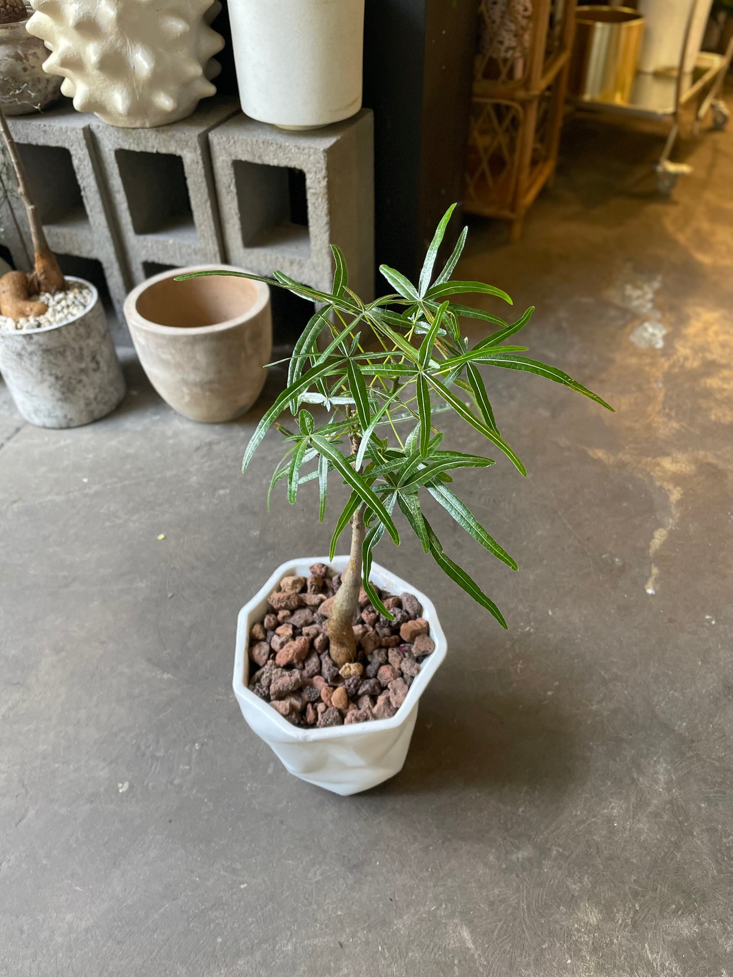 QLD Bottle Tree Making Workshop - Sunday 14th Dec 3-4pm