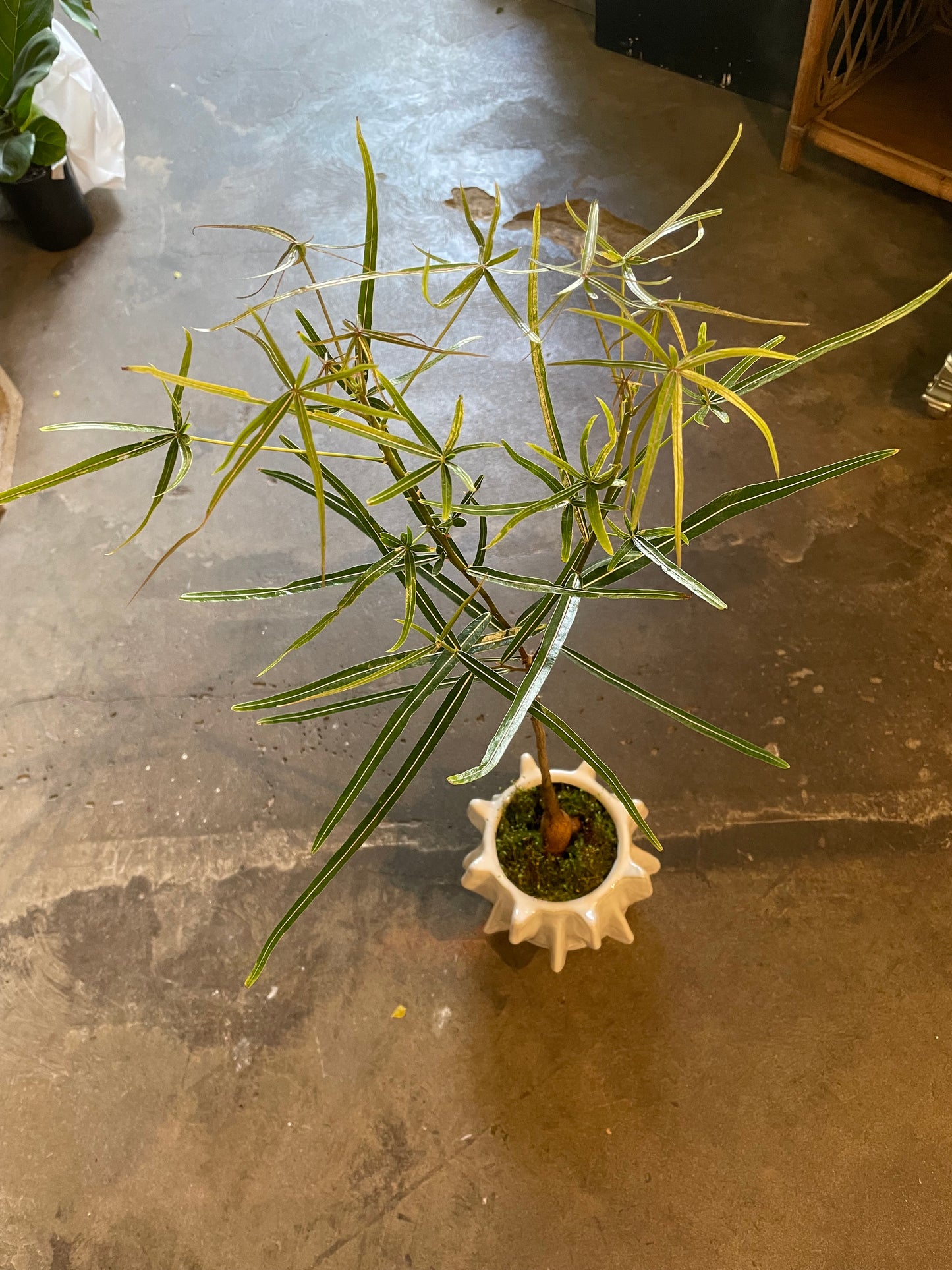 QLD Bottle Tree Making Workshop - Sunday 14th Dec 3-4pm