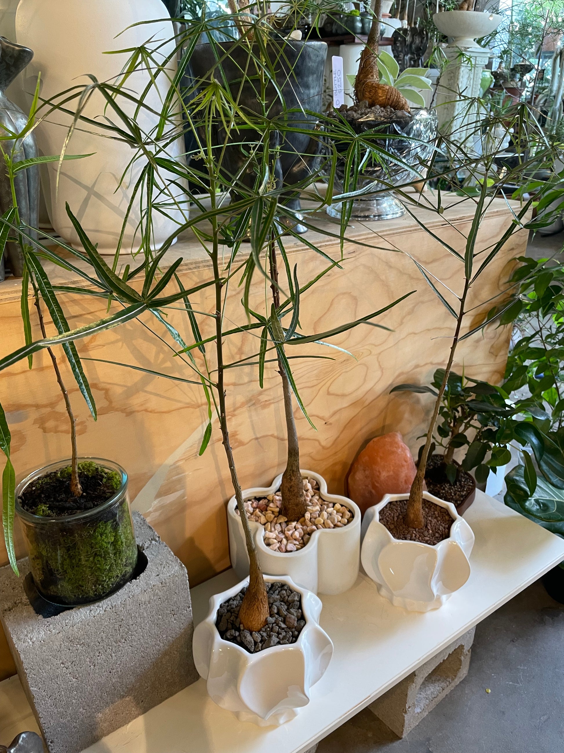 queensland bottle tree bonsai QLD Bottle Tree Making Workshop - Sunday 17th May 10-11:30am – Botanicah